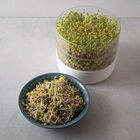 Broccoli, Sano Verde Max Sprouts