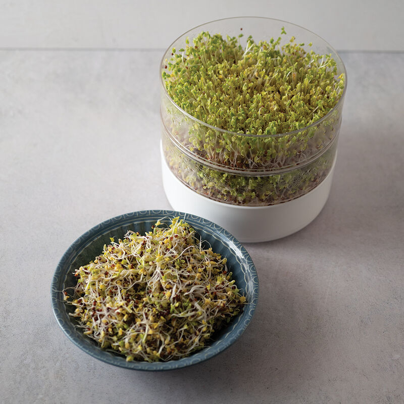 Broccoli, Sano Verde Max Sprouts