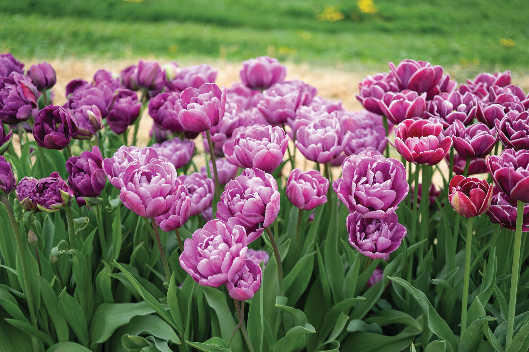Blue Diamond Tulips