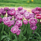 Blue Diamond Blue Diamond Tulips