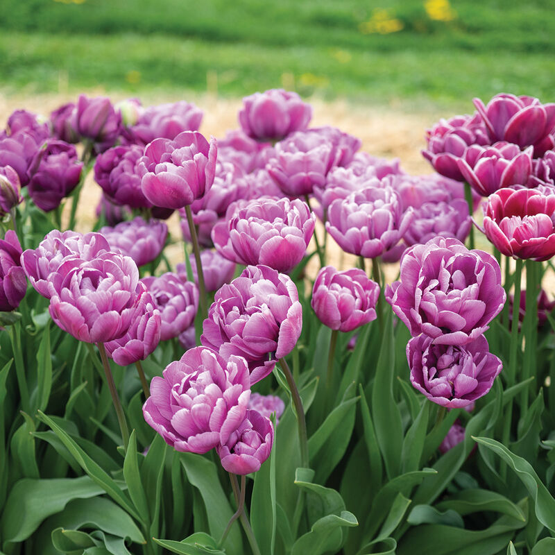 Blue Diamond Blue Diamond Tulips