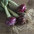 Desert Sunrise Full-Size Onions