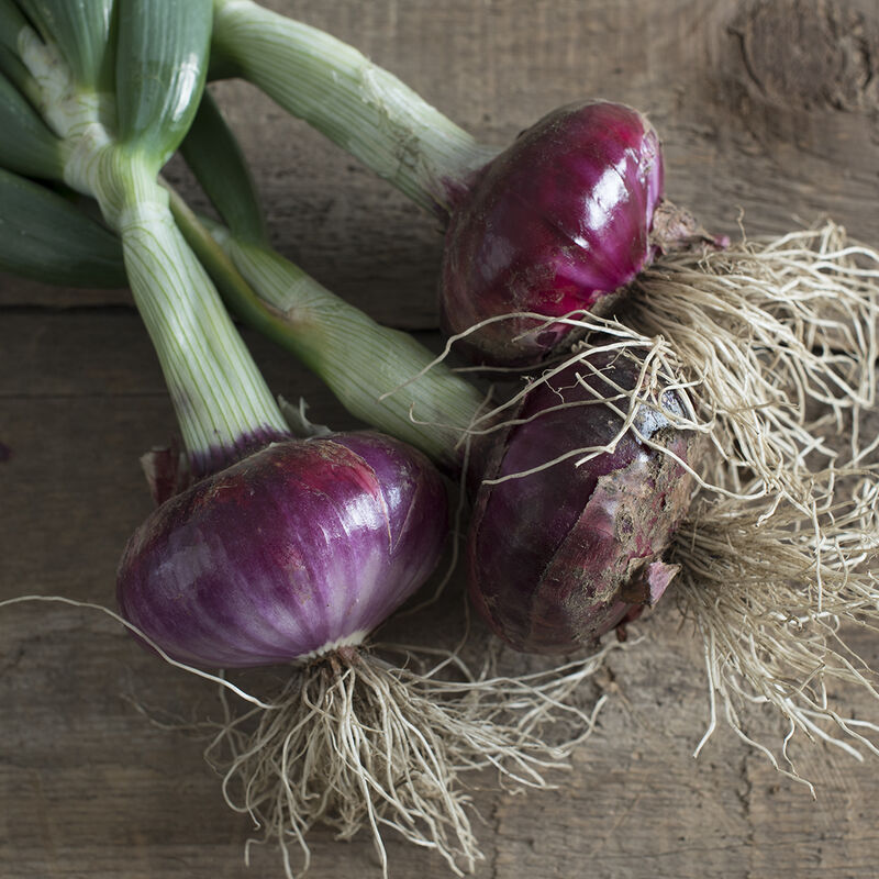 Desert Sunrise Full-Size Onions