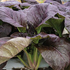 Shikibu Pac Choi (Bok Choy)