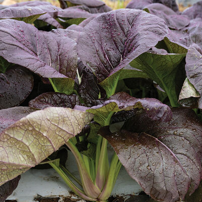 Shikibu Pac Choi (Bok Choy)