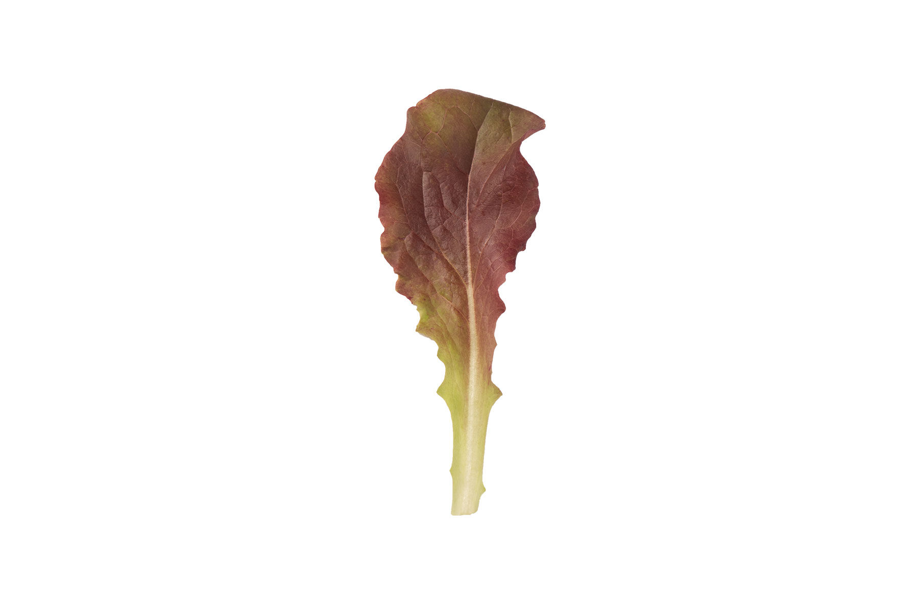 Johnny's Selected Seeds Outredgeous Lettuce Seed