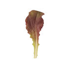 Outredgeous Romaine Lettuce (Cos)