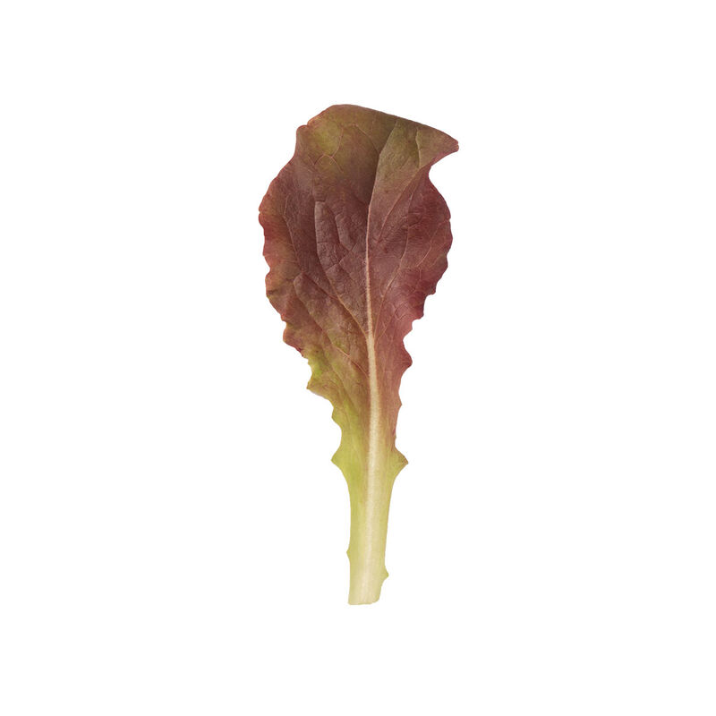 Outredgeous Romaine Lettuce (Cos)