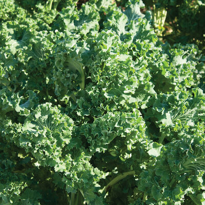 Siberian Kale