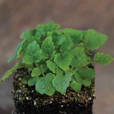 Lemon Balm Microgreen Herbs