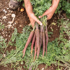 Purple Sun Colored Carrots