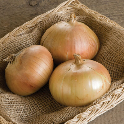 Bridger Full-Size Onions