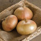 Bridger Full-Size Onions