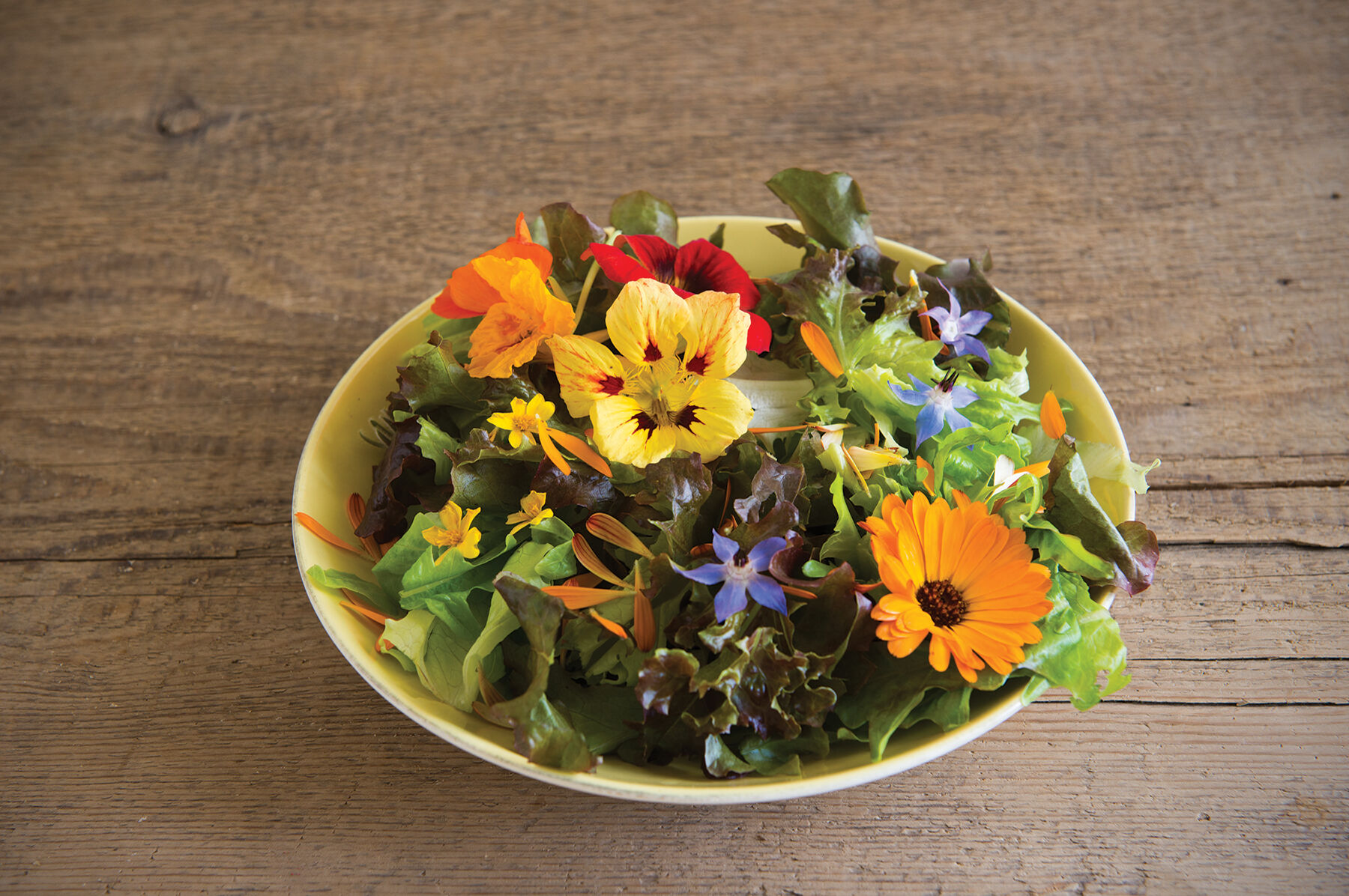 Edible Flower Collection Flower Collections and Mixes