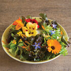 Edible Flower Collection Edible Flower Collection Flower Collections and Mixes