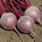 Merlin Round Red Beets