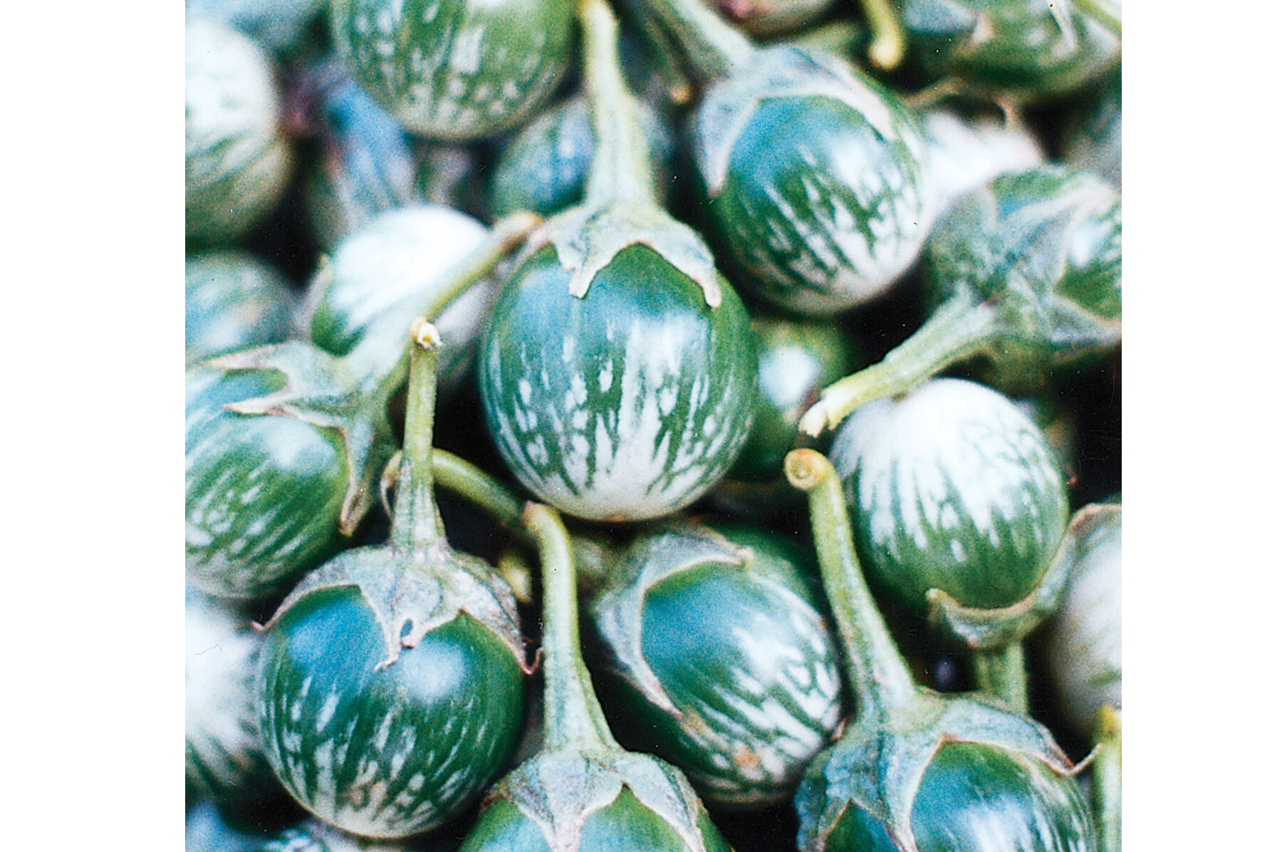 Kermit Asian Eggplants