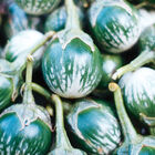 Kermit Kermit Asian Eggplants