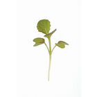 Mustard, Red Giant Microgreen Vegetables