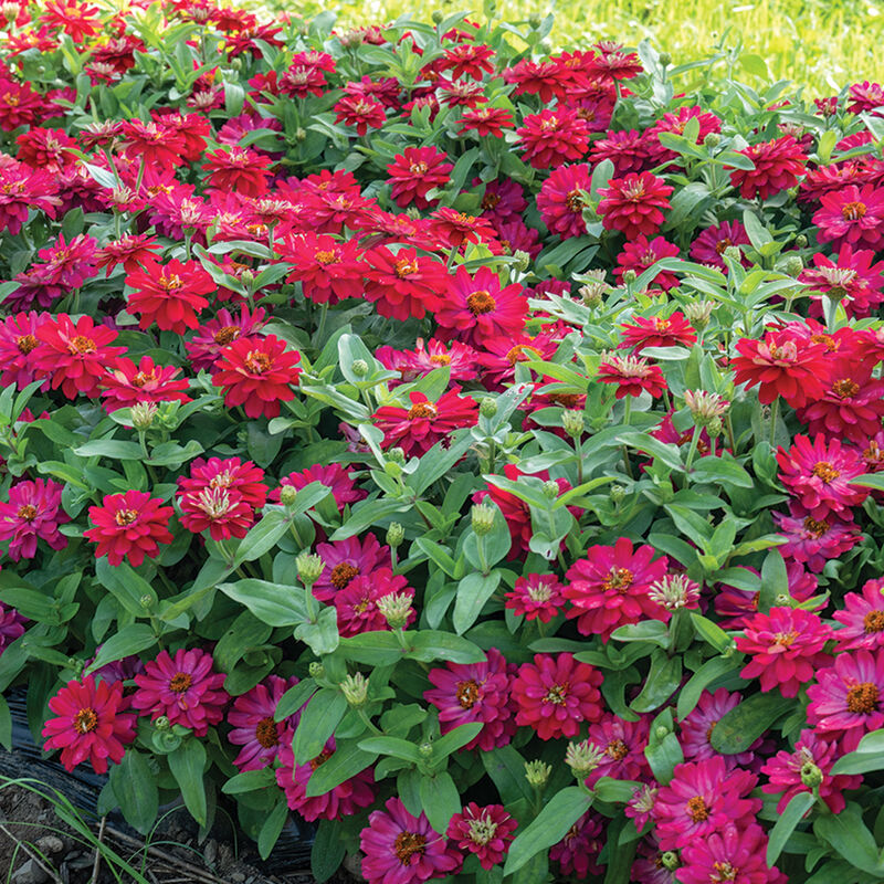 Double Zahara™ Cherry Zinnias