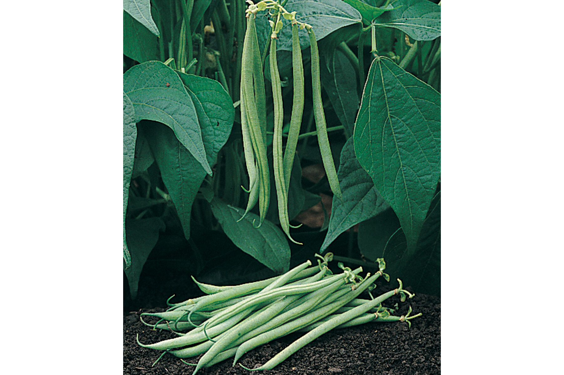 Tavera Bush Beans