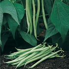 Tavera Tavera Bush Beans