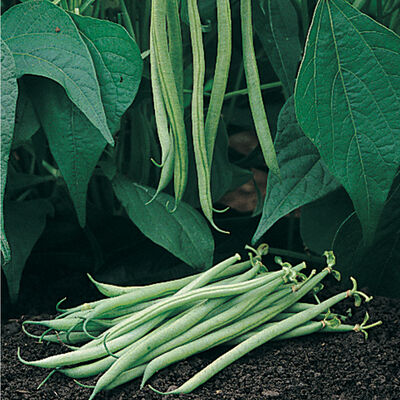 Tavera Tavera Bush Beans