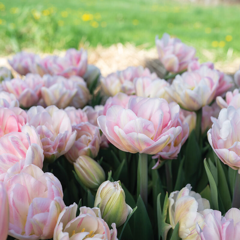 Foxtrot Tulips