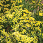 Forever Moonlight Statice