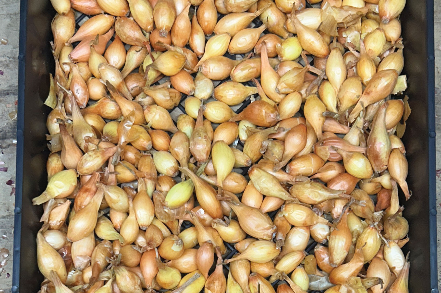 onion2‼️ Onion Harvester SE2-H - Sabz-Dasht machine