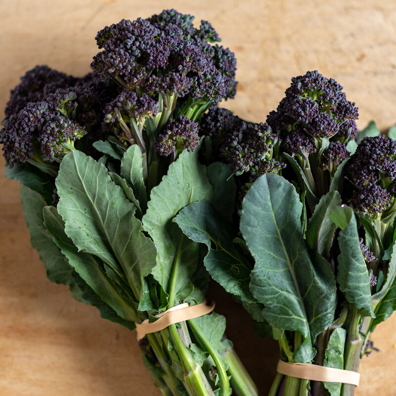 Burgundy Mini Broccoli