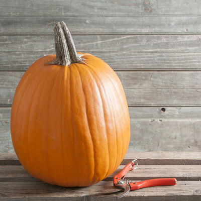 Howden Jack-o-Lanterns