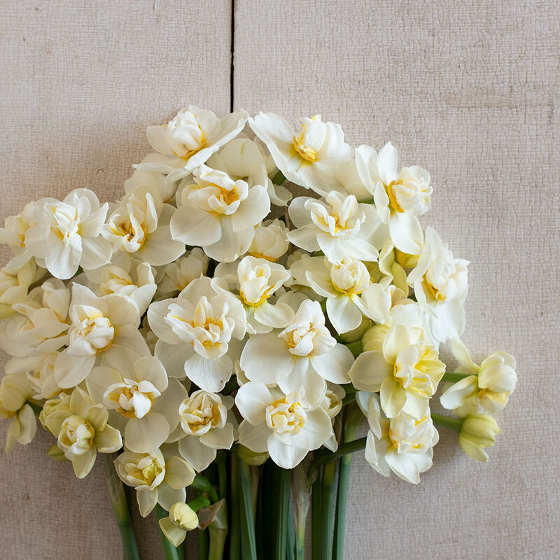 Daffodils & Narcissus – Floret Library