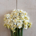 Cheerfulness Narcissus