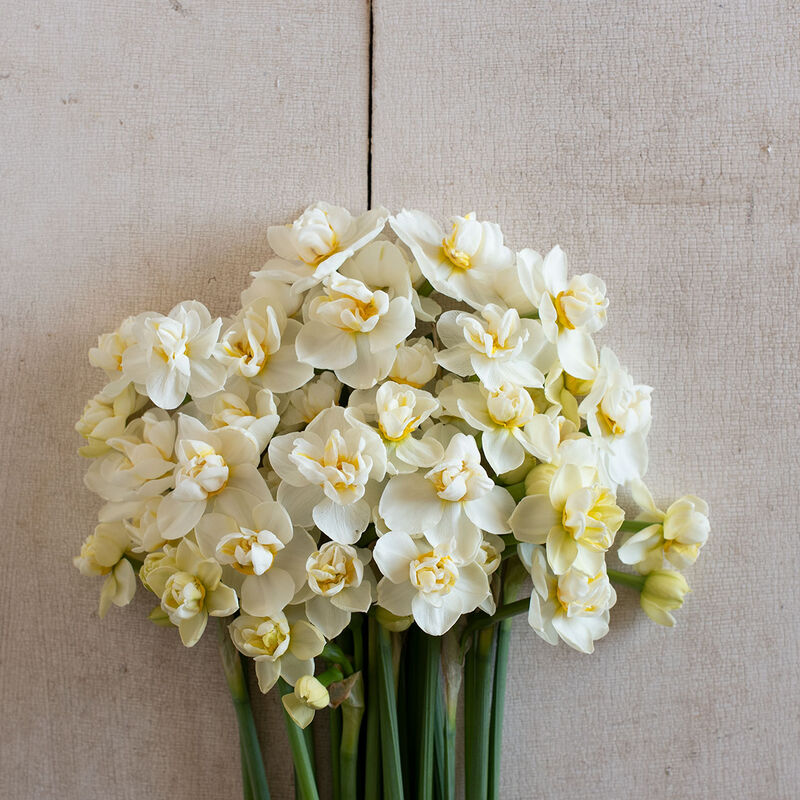 Cheerfulness Narcissus