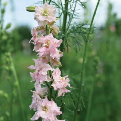 Pink Queen Larkspur