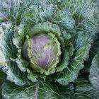 Deadon Fresh Market Cabbage