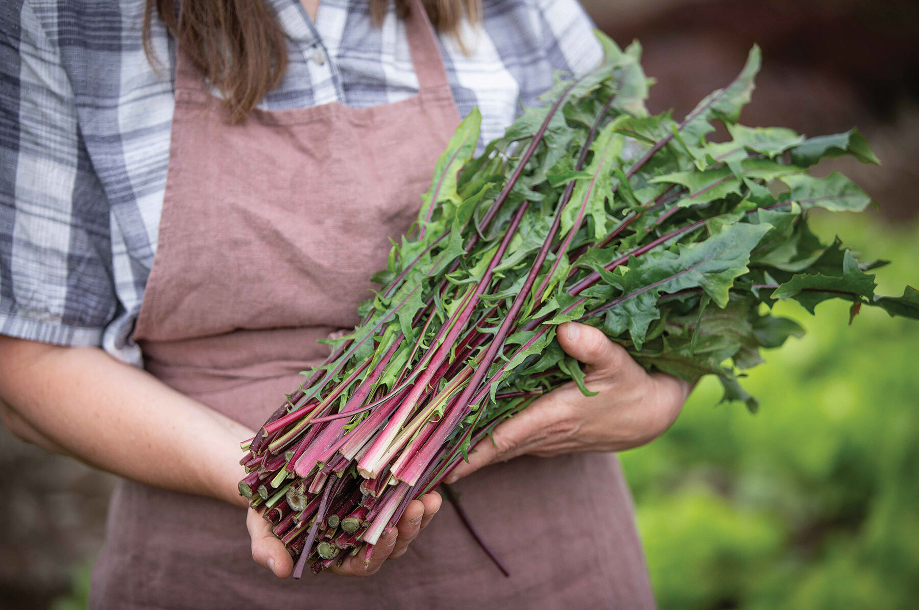 Italiko Red Italian Dandelion