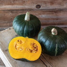 Mambo Winter Squash