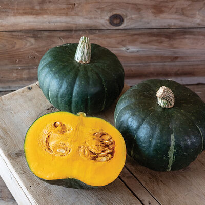 Mambo Winter Squash