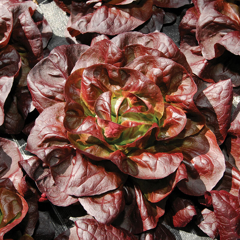 Teodore Butterhead Lettuce (Boston)