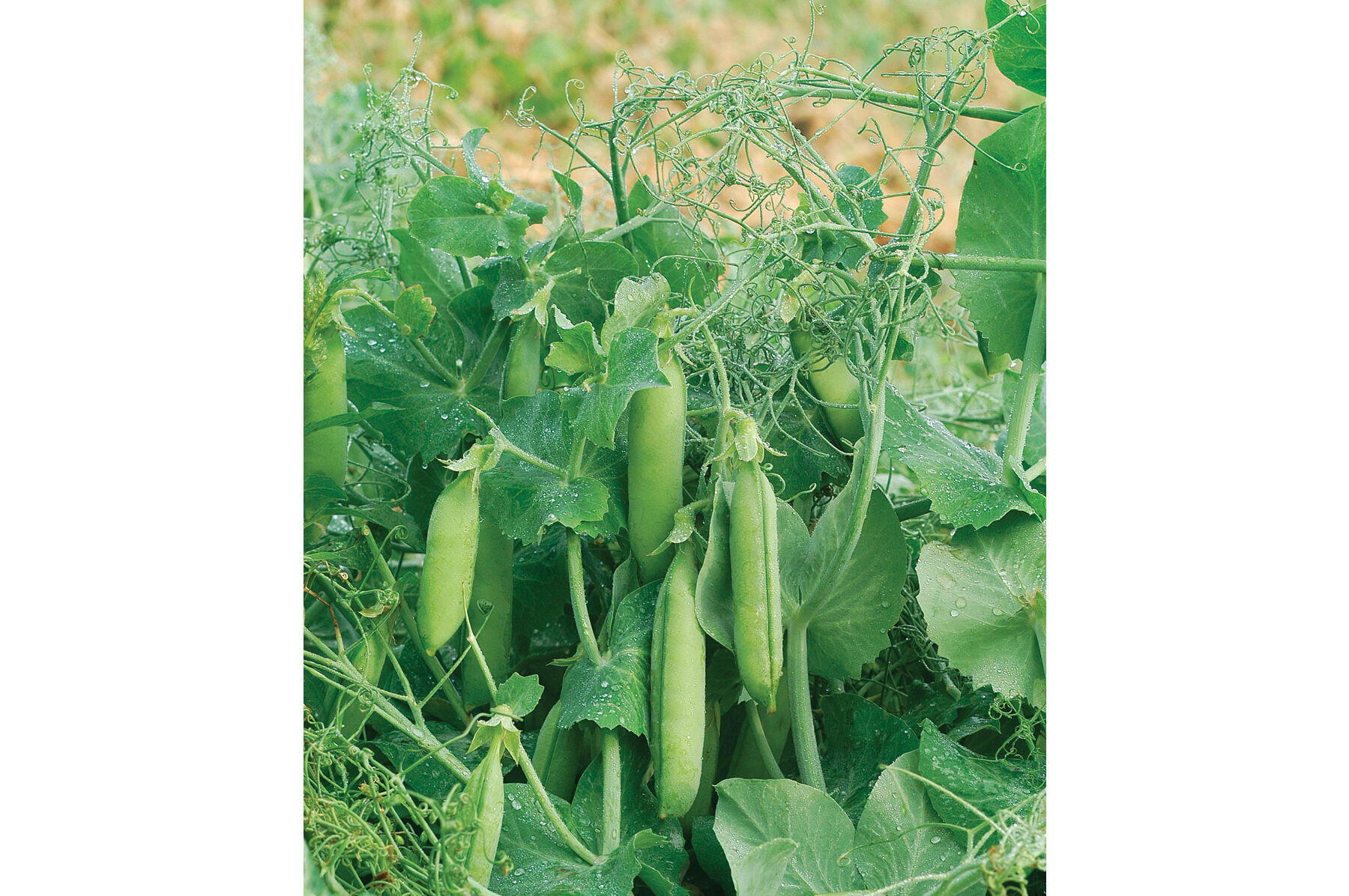Feisty Greens and Garnish Peas