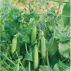 Feisty Greens and Garnish Peas