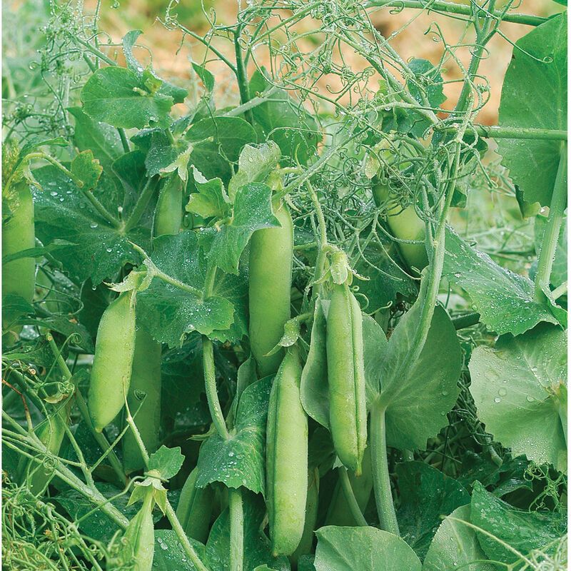 Feisty Feisty Greens and Garnish Peas