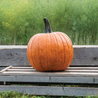 The Boss Jack-o-Lanterns
