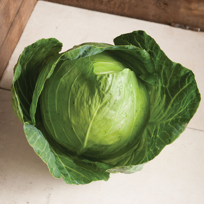 Primo Vantage Fresh Market Cabbage