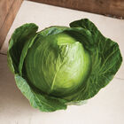 Primo Vantage Fresh Market Cabbage