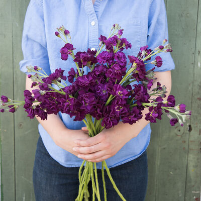 Katz Purple Katz Purple Stock