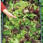 Salanova® Foundation Collection Salanova® Lettuce
