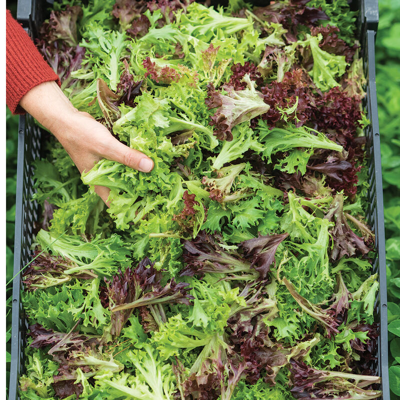 Salanova® Foundation Collection Salanova® Lettuce